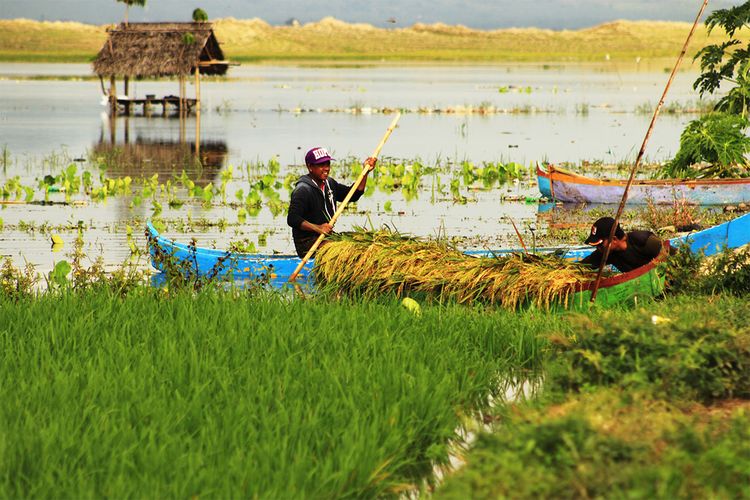 Dua orang petani warga Desa Bolota Kecamatan Talaga Jaya Kabupaten Gorontalo memanen padi dengan menggunakan perahu kayu akibat sawah mereka terendam banjir. Ratusan petani terpaksa memanen lebih cepat dan merugi akibat sawahnya terendam air.
