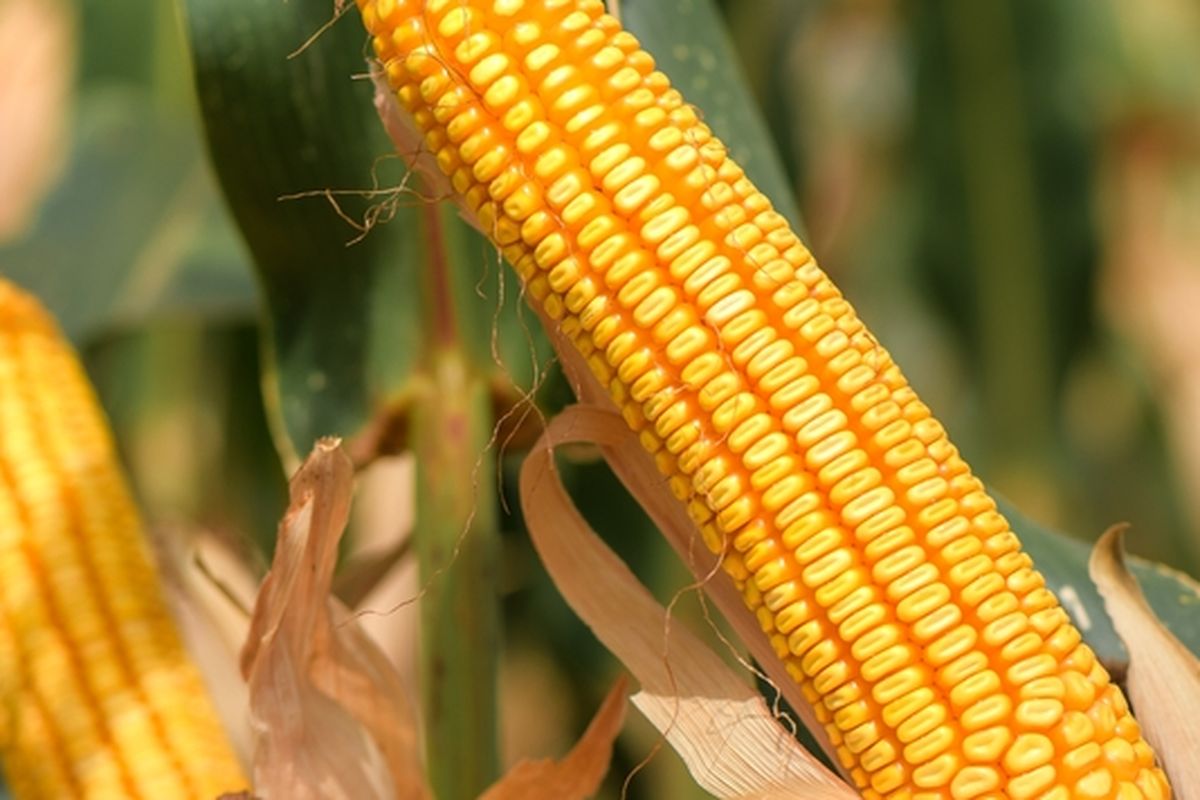 Ilustrasi tanaman jagung hibrida