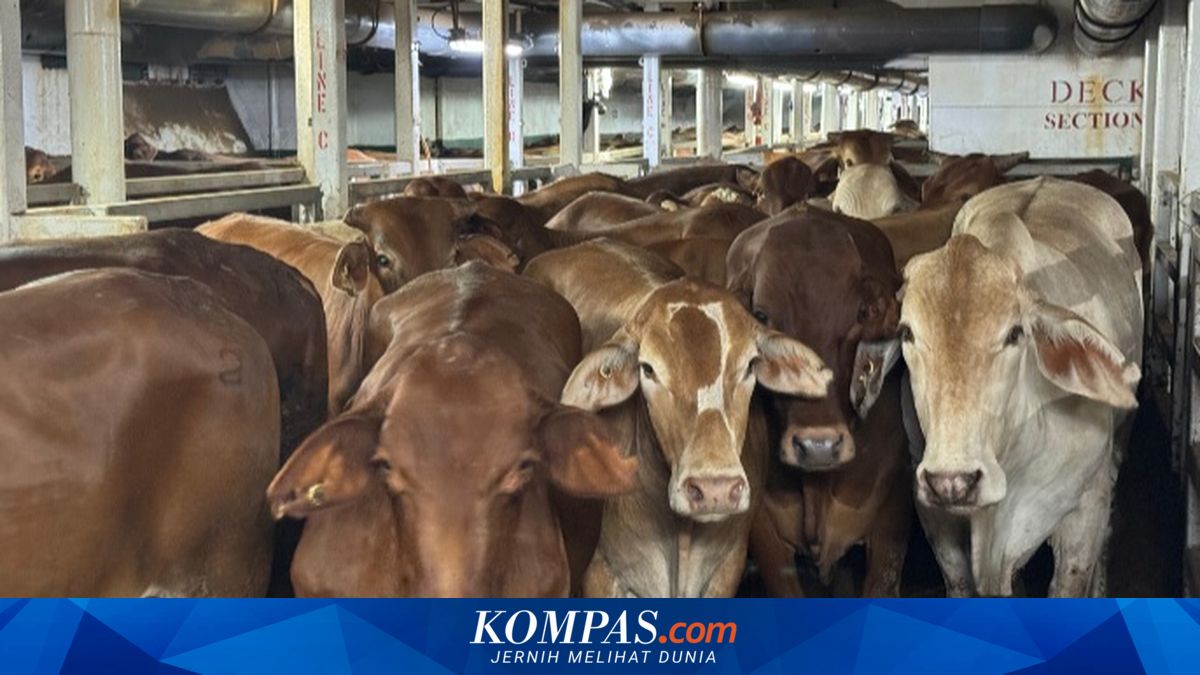 Kementan Proyeksikan Impor Sapi 1 Juta Ekor dalam 5 Tahun Pemerintahan ...