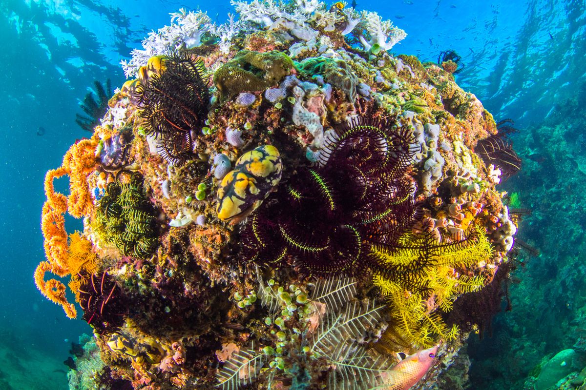 Koral warna-warni di Anilao, Batangas, Filipina