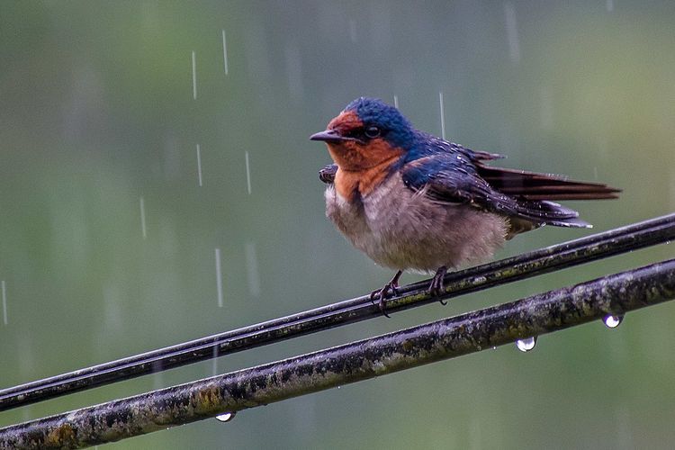 Ilustrasi burung bertengger saat hujan. Tidak semua burung akan berteduh saat hujan, hampir sebagian besar burung memiliki bulu yang tahan air karena memiliki lapisan minyak yang melindungi dari basah.