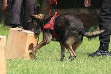 Anjing Pelacak Juga Punya Jam Dinas dan 