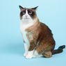 9 Fakta Menarik Kucing Snowshoe, Seperti Pakai Kaus Kaki