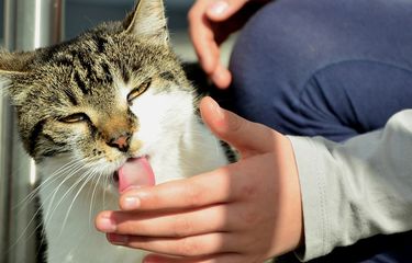 Beberapa Alasan Kucing Menjilati Kita Halaman all - Kompas.com
