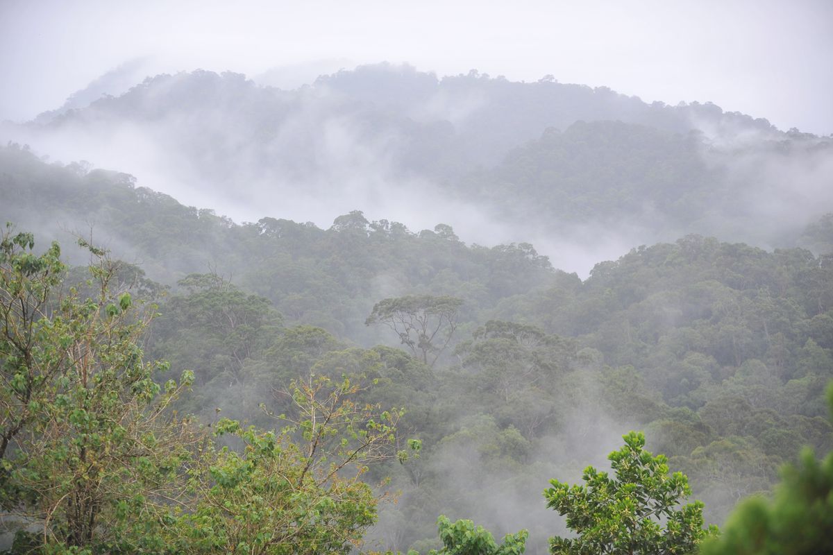 Hutan hujan tropis Taman Nasional Bukit Baka-Bukit Raya di Kabupaten Melawi di perbatasan Kalimantan Tengah dan Kalimantan Barat masih tampak lestari, 21-09-2012. Saat ini semakin jarang ditemui hutan hujan tropis yang masih perawan. Ini terjadi karena maraknya penebangan hutan yang tidak disertai dengan pemuliaan hutan secara kontinyu  dan terprogram. 