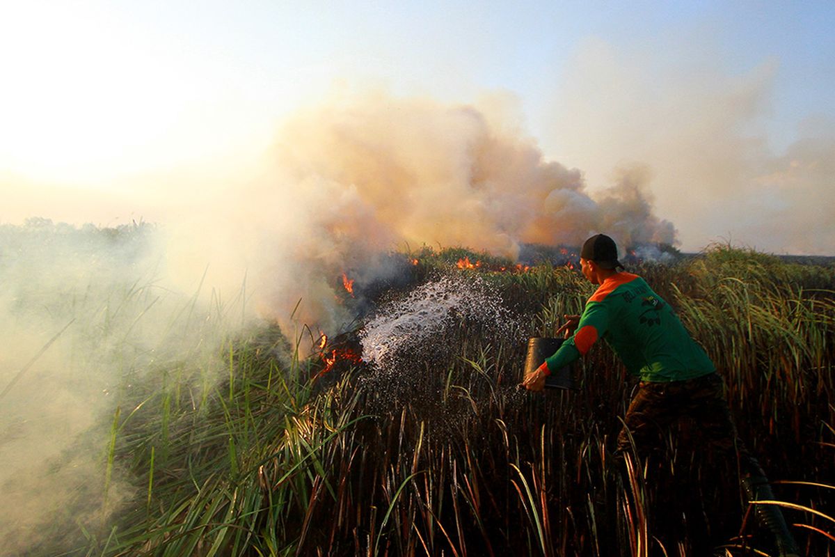 Foto dirilis Jumat (11/10/2019), memperlihatkan relawan berupaya memadamkan kebakaran lahan gambut di Kecamatan Bati-Bati, Kabupaten Tanah Laut, Kalimantan Selatan. Dampak karhutla Indonesia menjadi sorotan di dalam hingga luar negeri, terkait kabut asap yang tak hanya melumpuhkan aktivitas warga dan mengganggu kesehatan, namun juga memakan korban jiwa, termasuk hewan-hewan yang menghuni hutan.