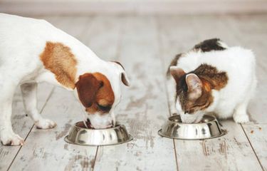ilustrasi cara mengakrabkan kucing dan anjing.