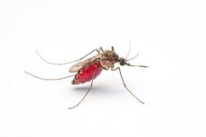 Spesies Nyamuk Asia Mengancam Kota-kota di Afrika