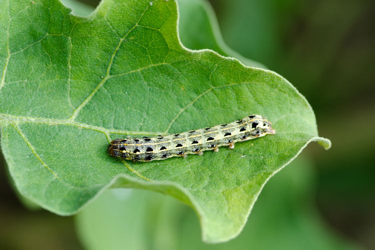 Ilustrasi ulat pemotong batang atau cutworm. 