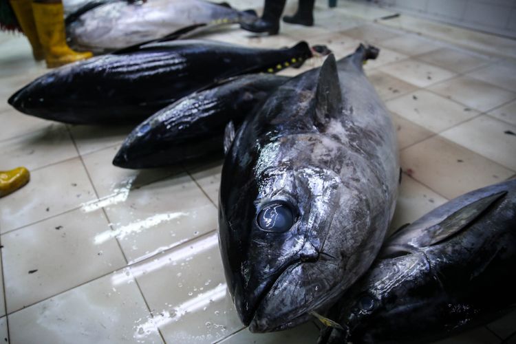 Pekerja melakukan pembersihan dan penentuan kualitas ikan tuna di Pelabuhan Muara Baru, Penjaringan, Jakarta Utara, Selasa (4/12/2018). Volume ekspor tuna Indonesia seperti dikutip dari data Kementerian Kelautan dan Perikanan, mencapai 198.131 ton dengan nilai 659,99 juta dollar AS pada tahun 2017.
