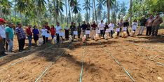 Genjot Produksi Jagung Nasional, Kementan Lakukan Penanaman Terintegrasi di Kebun Kelapa