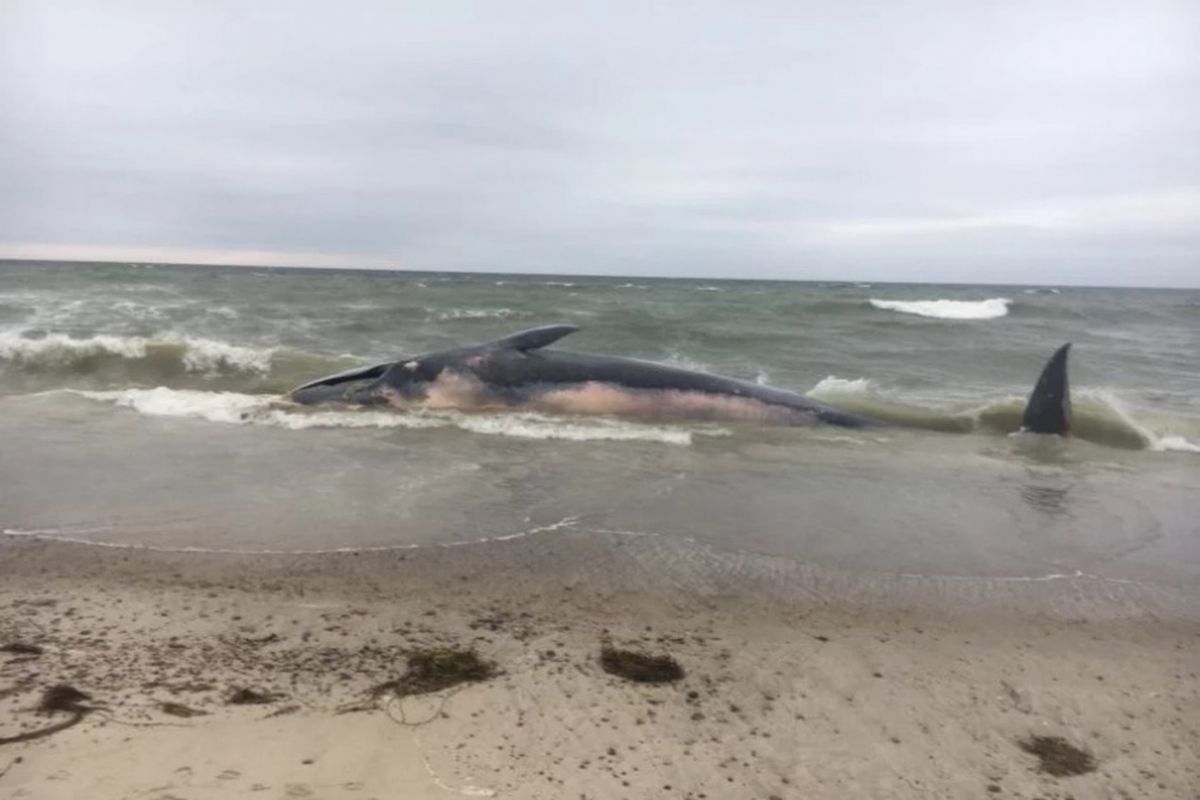 Paus sirip sepanjang 17 meter yang mati terdampar di pantai Massachusetts bantu ilmuwan ungkap kehidupan populasinya yang jarang diketahui.
