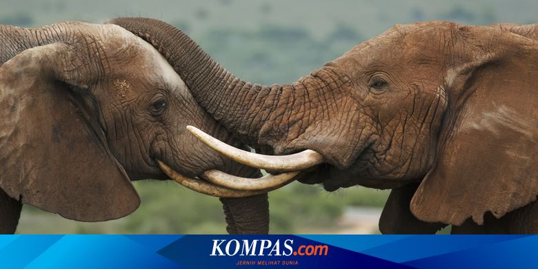 Mengapa Gajah Punya Gading? Sains Menjelaskan