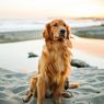 6 Ras Anjing Ini Mirip Golden Retriever, dari Tampilan hingga Karakter