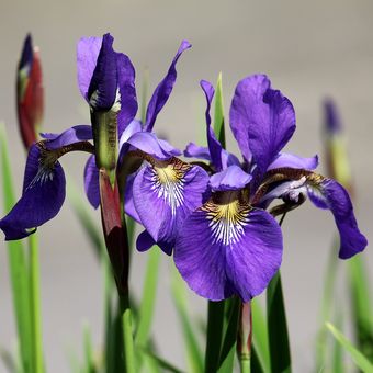 Ilustrasi tanaman bunga Iris.