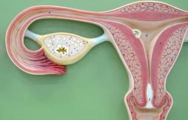 Pada wanita,umumnya setiap 28 hari terjadi pelepasan sel telur dari ovarium. peristiwa pelepasan sel telur ini disebut