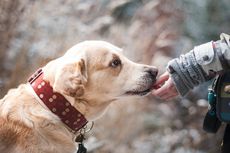 Berjibaku 5 Jam, Sukarelawan Berhasil Evakuasi Seekor Anjing dari Gunung Tertinggi Inggris