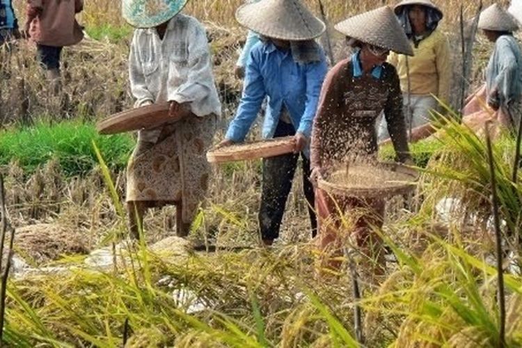 Gabah Lampung Mengalir ke Jawa dengan Harga Lebih Tinggi, Penggilingan Lokal Kelimpungan