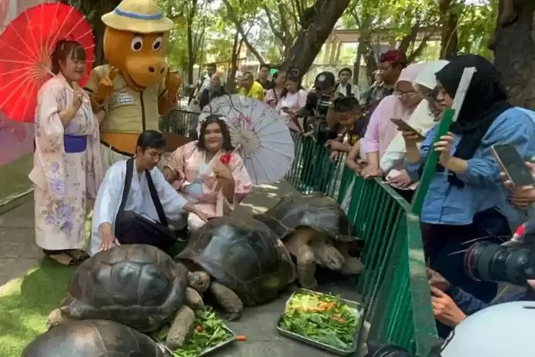 KBS Sambut Kura-Kura Aldabra Hibah asal Jepang, Diberi Nama Ninja Turtles