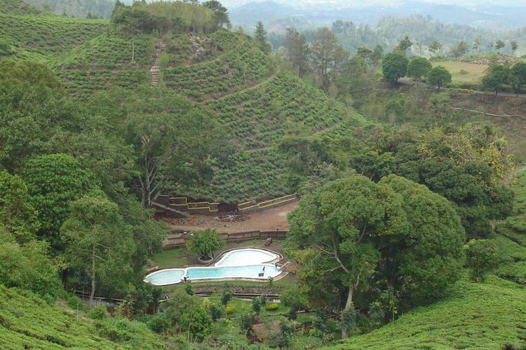 Kebun Teh Jamus Ngawi di Kabupaten Ngawi, Jawa Timur.