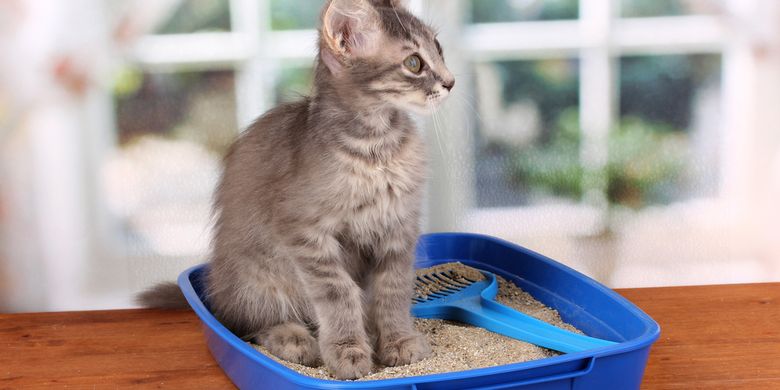 Cara Meminimalkan Bau Tak Sedap dari Kotak Pasir Kucing - Vimarsana News