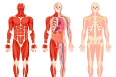 Mengenal 11 Sistem Organ pada Tubuh Manusia