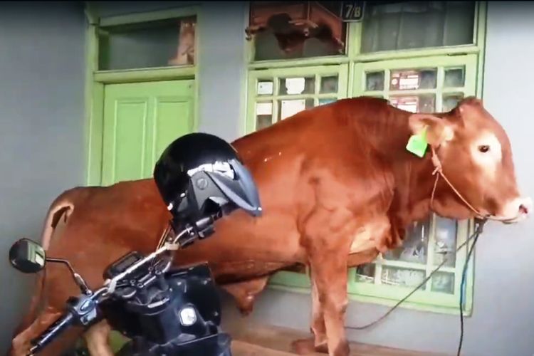 Sapi Kurban Kabur dan Ngamuk di Permukiman Cianjur, Warga Panik Kejar ke Gang Sempit