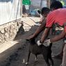 KLB Rabies di Sikka, Pemkab Sebut Vaksinasi HPR Sudah 84 Persen