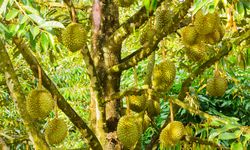 7 Cara Memperlebat Durian agar Panennya Menguntungkan