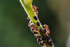 Simbiosis Mutualisme antara Semut dan Kutu Daun