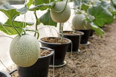 Cara Menanam Melon di Pot, Bisa di Halaman Rumah