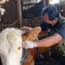 823 Sapi di Sragen Terjangkit PMK, Kasus Muncul Lagi karena Ini