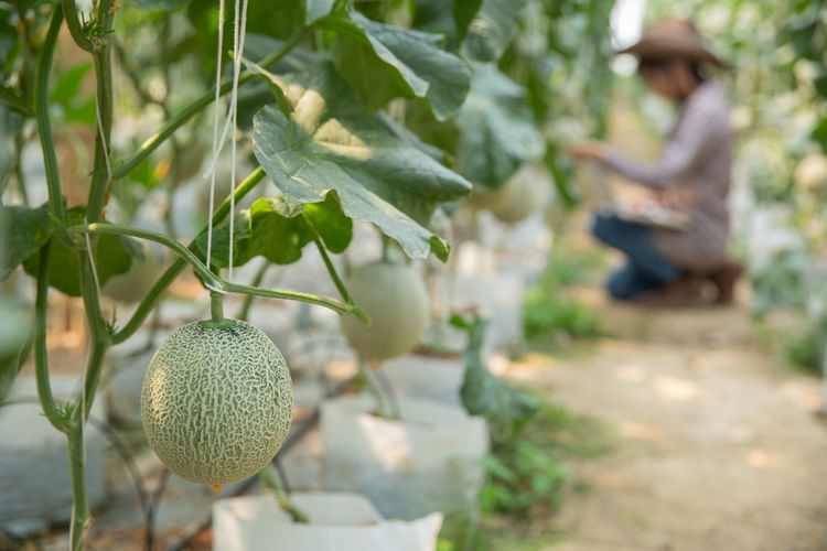 Tanaman melon