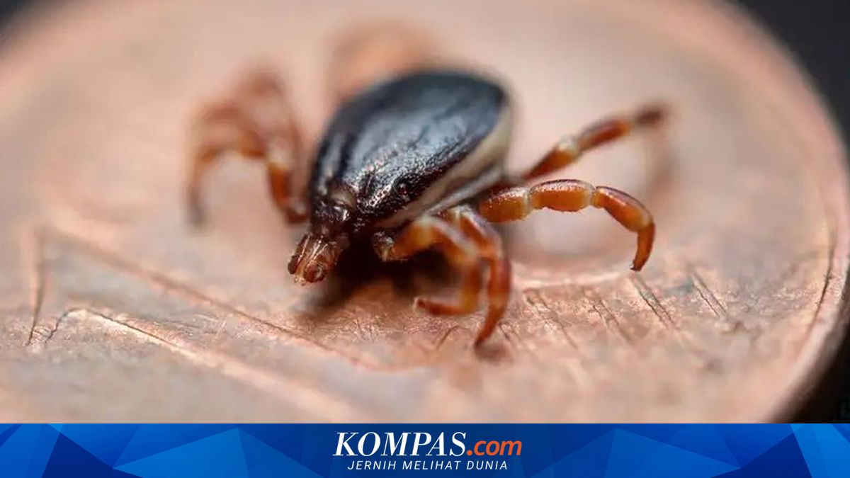 Bisa Kejar Manusia, Kutu Pemburu Ini Bawa Virus Mematikan