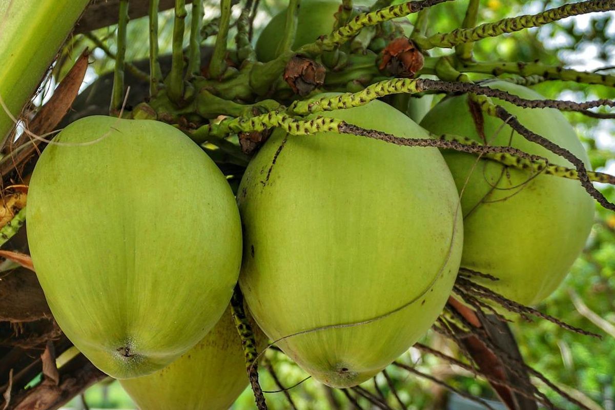 Ilustrasi kelapa, buah kelapa. 