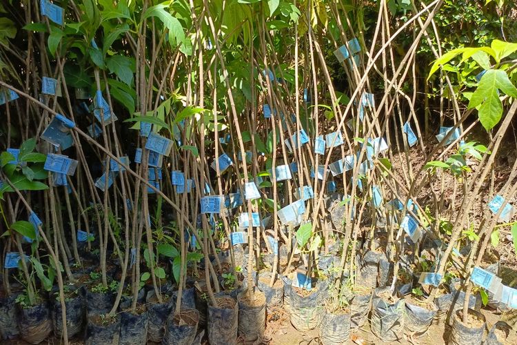 2.500 Pohon Sukun Ditanam di Lahan Kritis di Bandung, Apa Keunggulannya?