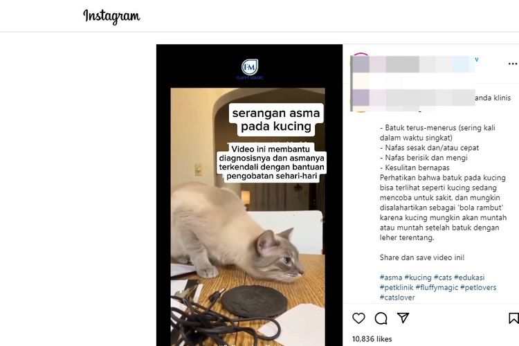 Tangkapan layar soal kucing mengi disebut sebagai penyakit asma.