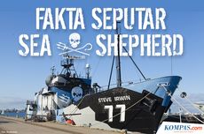 INFOGRAFIK: Mengenal Sea Shepherd, Organisasi yang Memburu Penjarah Hasil Laut