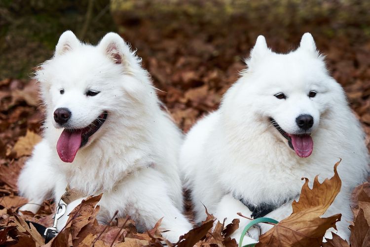 7 Fakta Menarik Anjing Samoyed, Mirip Serigala dan Selalu Tersenyum