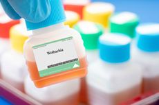4 Manfaat Nyamuk Wolbachia dalam Pengendalian DBD menurut Ahli
