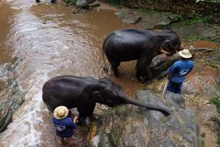 Mae Sa Elephant Camp adalah tempat untuk melihat aneka atraksi gajah. Tempat ini berlokasi sekitar 30 menit perjalanan dari pusat Kota Chiang Mai, Thailand.