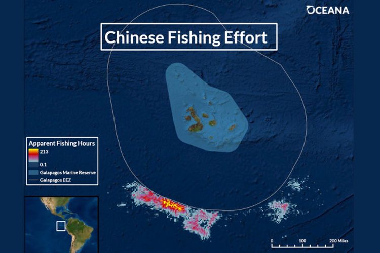 Oceana menemukan 300 armada kapal China menjarah Galapagos untuk mendapatkan cumi-cumi.