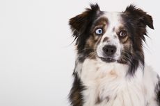 Penyebab Anjing Bermata Hijau dan Deretan Penyakit yang Mengintai