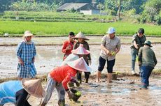 Kemarau Tetap Bisa Tanam, Petani Senang IP Naik 