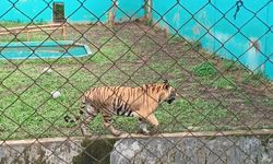 4 Harimau Mati dalam 3 Bulan, Medan Zoo Didesak Segera Ditutup