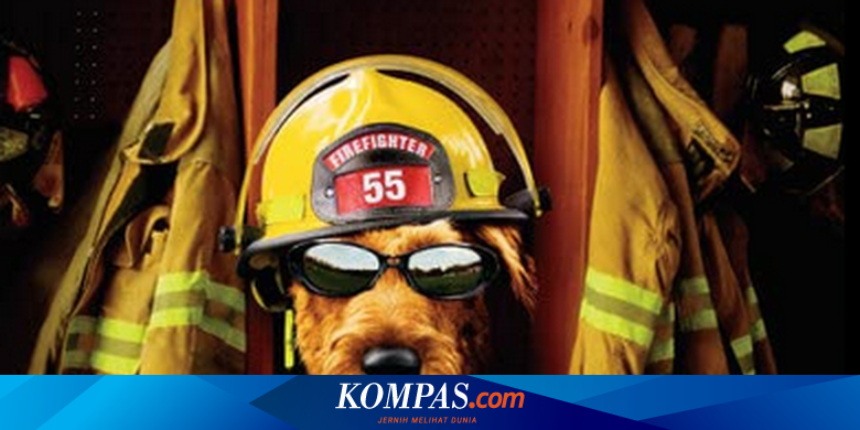 Sinopsis Firehouse Dog Anjing yang Diadopsi Pemadam Kebakaran