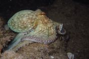 Separuh Moluska Dunia Terancam Punah, Dampak Penambangan Laut Dalam