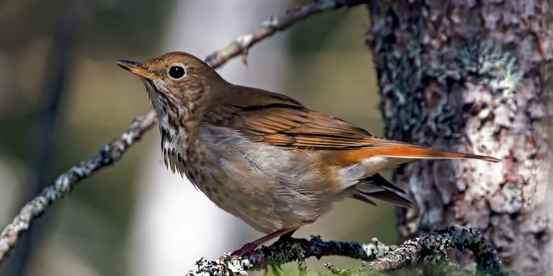 Jangan Takut, 5 Jenis Burung Ini Sering Berkicau pada Malam Hari Halaman all - Kompas.com