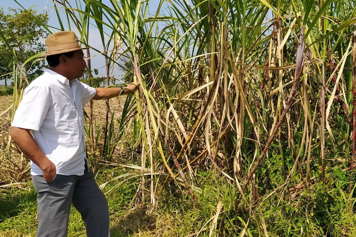 Ilustrasi petani tebu