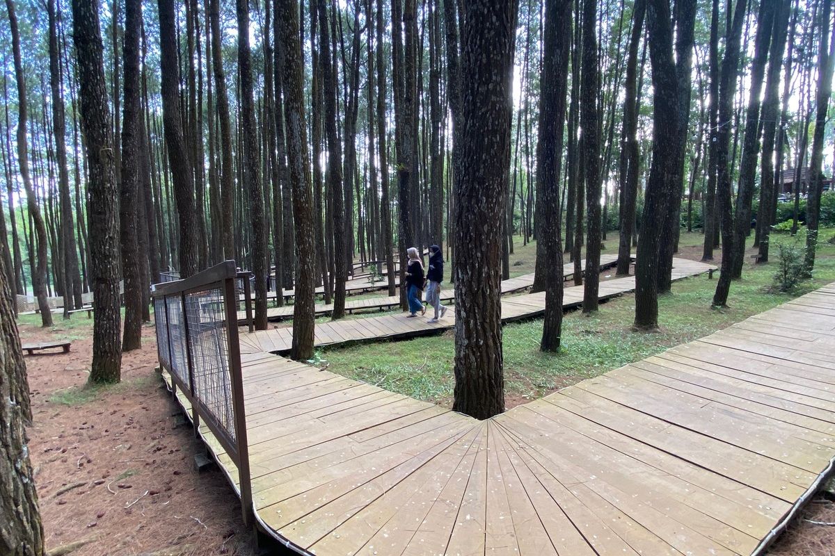 Hutan Pinus: Keindahan Sederhana dengan Nuansa Mistis dan Damai